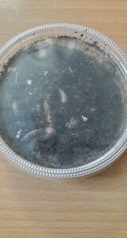 wormen klein bakje